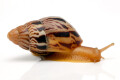 Limicolaria martensiana Mbarara, Uganda dark stripes juvenil